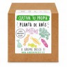 Siente la experiencia de cultivar con nuestro Kit de semillas de planta anis. ¡¡ Aroma a caramelo !!

Variedad: PIMPINELLA AN