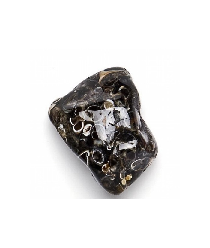Mineral Rodado Grande de Turritella
Medidas: 30-40mm aprox.de diámetro 