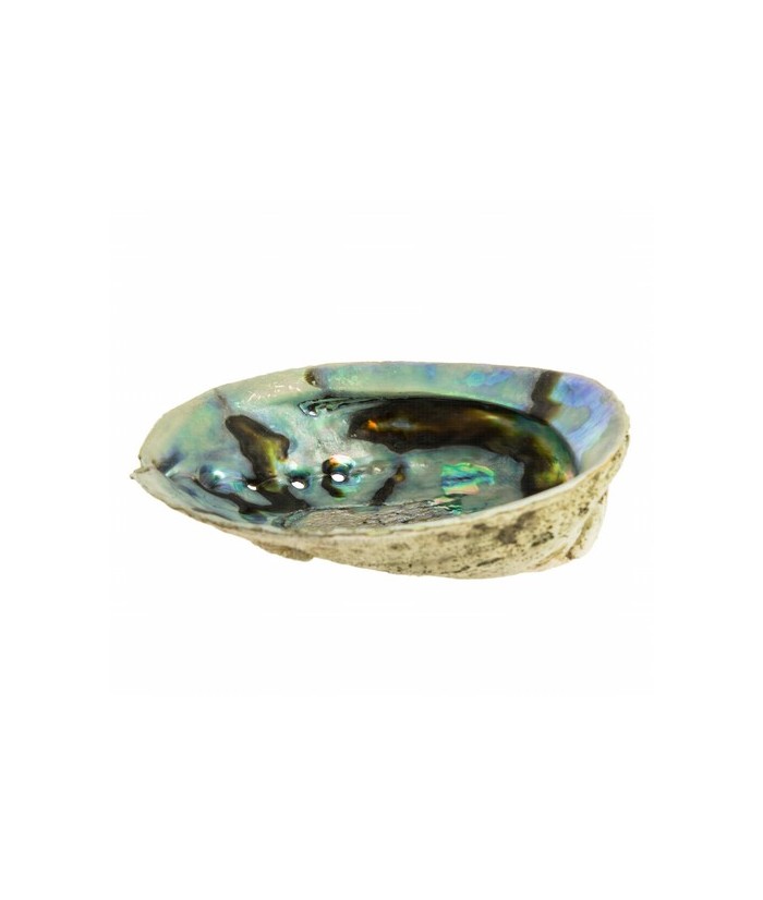 Tradicionalmente los amerindios usan el abalone en sus rituales para quemar plantas curativas como la salvia o la yerba santa. 