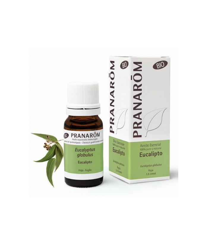 Eucalyptus globulus
Muy extendido por todo el mundo (España, Chile, India, China...) y muy utilizado por sus propiedades curat