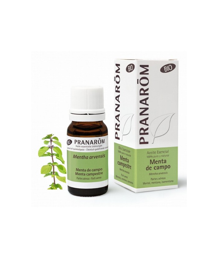 Mentha arvensis
"Originarias de Europa, las mentas se han extendido por todo el globo hasta América del norte, Australia y Jap