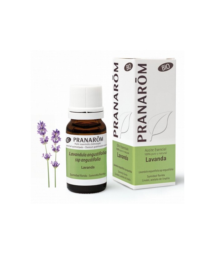 Lavandula angustifolia
La lavanda es un hito en la aromaterapia moderna. Su perfecta inocuidad y su excelente tolerancia, comb