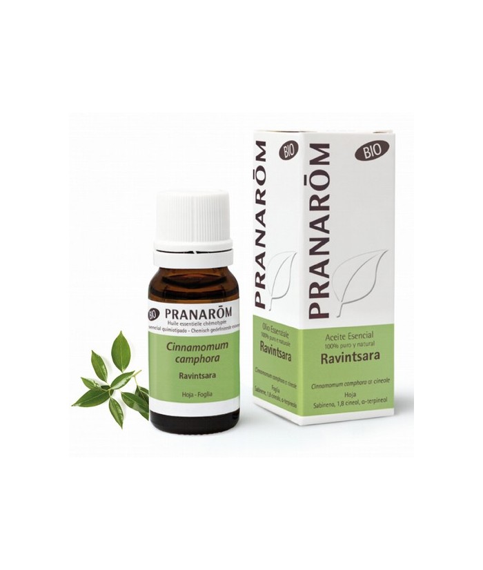 Cinnamomum camphora ct cineole
Originario de Madagascar y denominado también Cinnamomum camphora quimiotipo cineol, crece silv