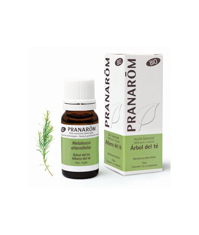 Melaleuca alternifolia
El árbol de té es un aceite esencial con una enorme reputación. Se encuentra en un gran número de produ