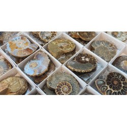SE VENDE POR UNIDAD EN PAREJA
Parejas de Ammonites Pulidos de 5cm.
