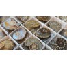 SE VENDE POR UNIDAD EN PAREJA
Parejas de Ammonites Pulidos de 5cm.